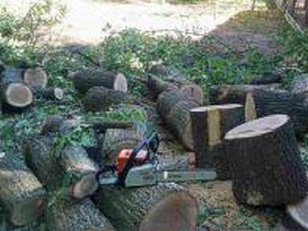 В Кременчуге ликвидируют аварийные деревья