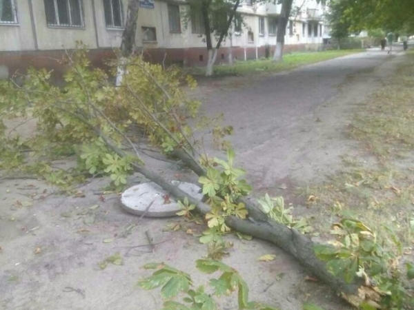 В Кременчуге создадут комиссию для расследования причин падения дерева на автомобиль