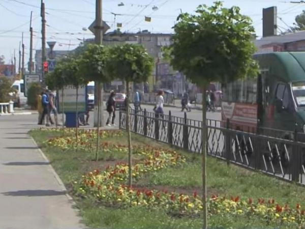 Ежедневно на улицах Кременчуга высаживают от 5 до 7 тысяч цветов
