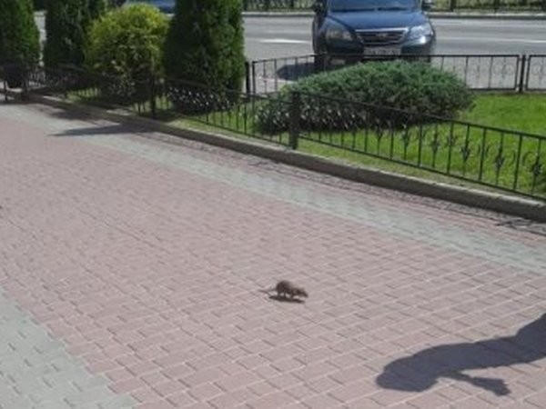 По улицам Кременчуга бегает крыса