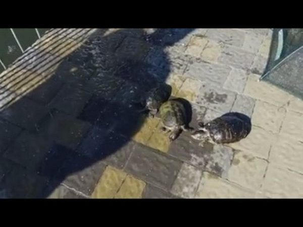 В Городском саду в Кременчуге обнаружено три мертвых черепахи