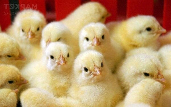 Как выбрать цыплят-бройлеров