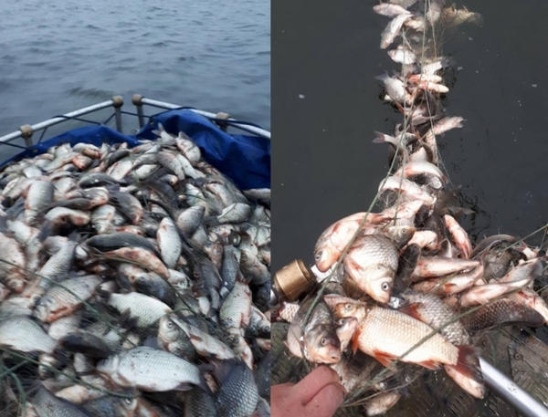 На Кременчугском водохранилище браконьеры выловили более 100 кг рыбы