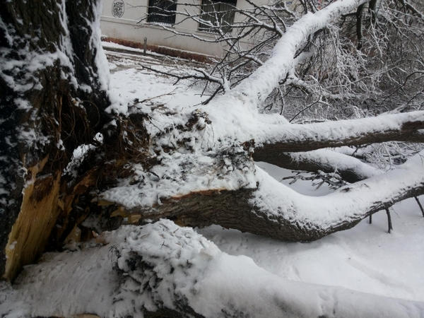 В Кременчуге из-за непогоды повалило деревья и десятки авто застряли в снегу