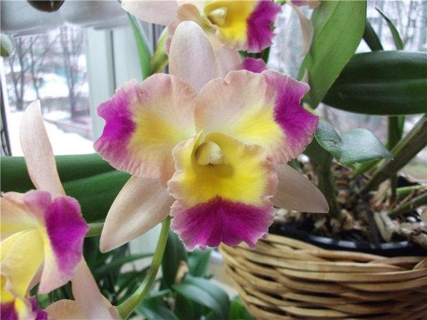 ароматные сорта орхидеи