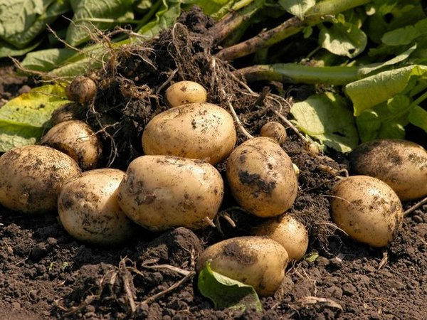 гербіциди від бур'янів по картоплі