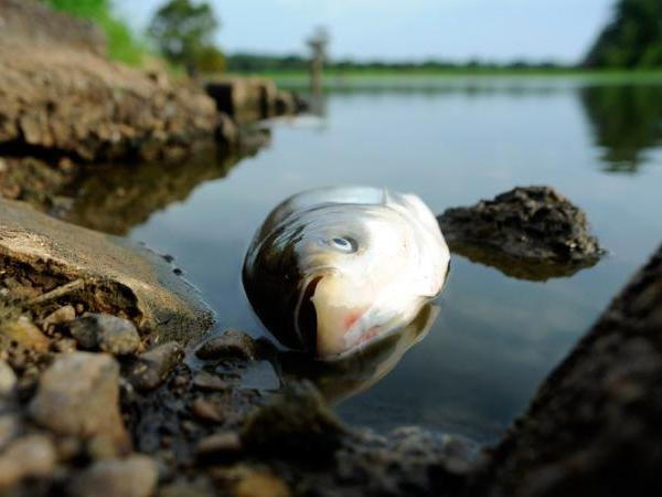 В Кременчуге ищут причину мора рыбы