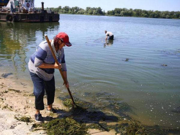 Кременчугские коммунальщики убирают набережную от водорослей