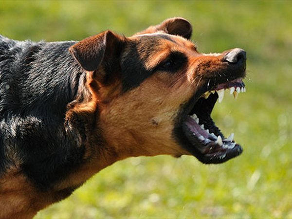Кременчужанка заплатит 51 грн штрафа за выгул собаки без намордника
