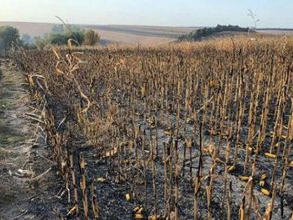 В Кременчугском районе горело кукурузное поле