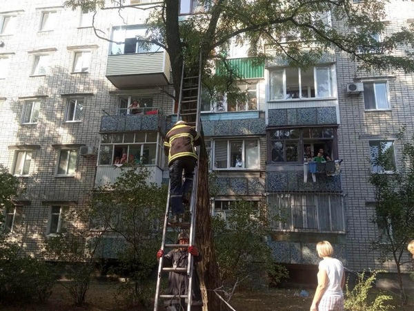 Кременчугские спасатели снимали кота с дерева