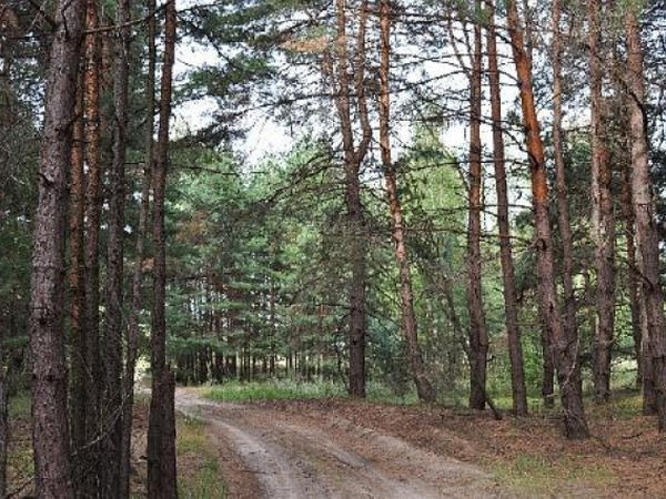 У кременчугских лесников отобрали 1,6 га леса
