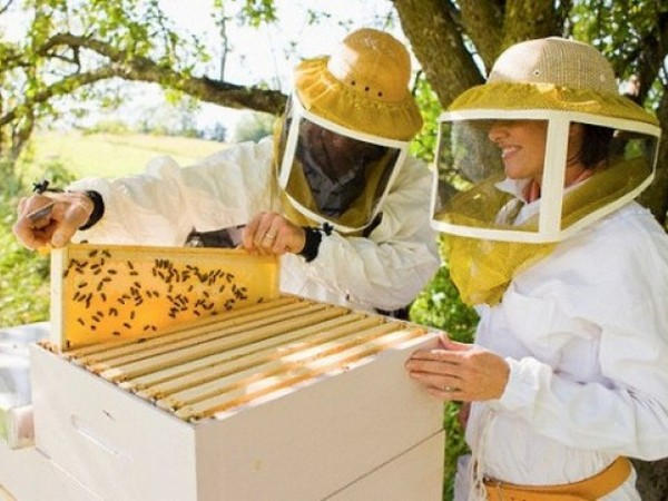 инвентарь для пчеловодства
