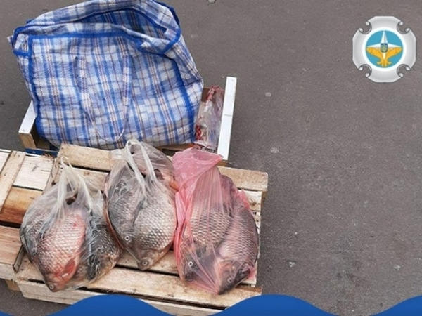 В Кременчуге задержали мужчину, который занимался незаконной реализацией рыбы