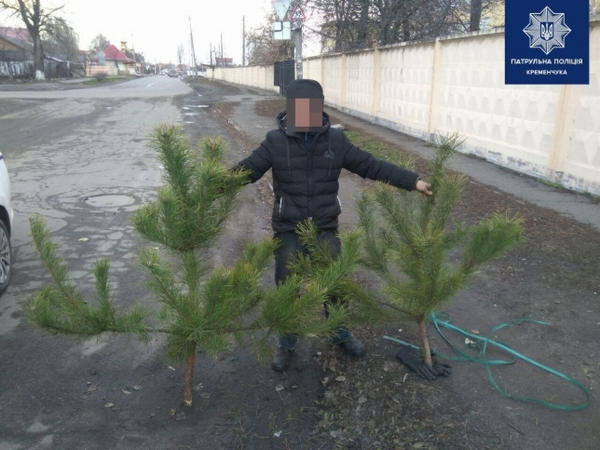 Полиция задержала кременчужанина с двумя срубленными елками