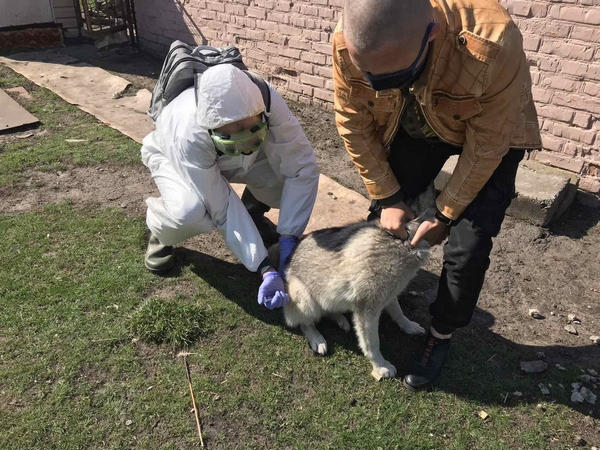 В Кременчугском районе ветеринары провели вакцинацию более тысячи домашних животных