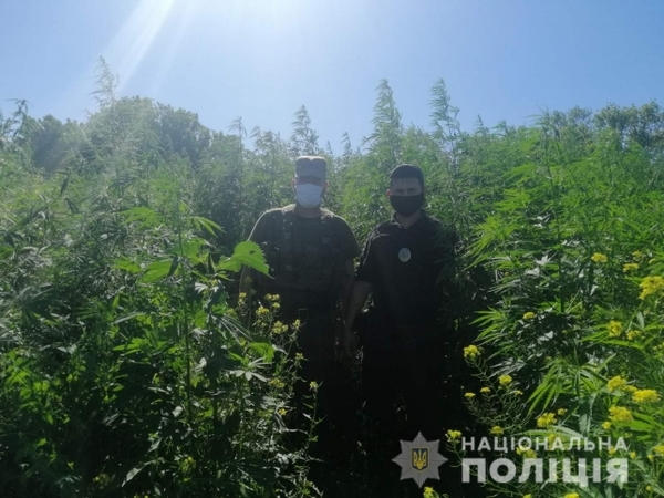 В Кременчугском районе полиция выявила целый лес конопли