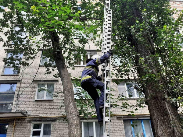 В Кременчуге спасатели снимали кота в дерева