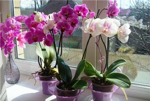Где поставить орхидею в квартире