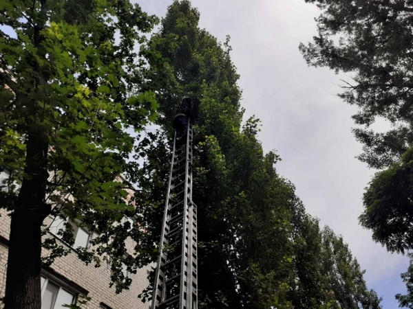 В Кременчуге спасатели снимали кота в дерева