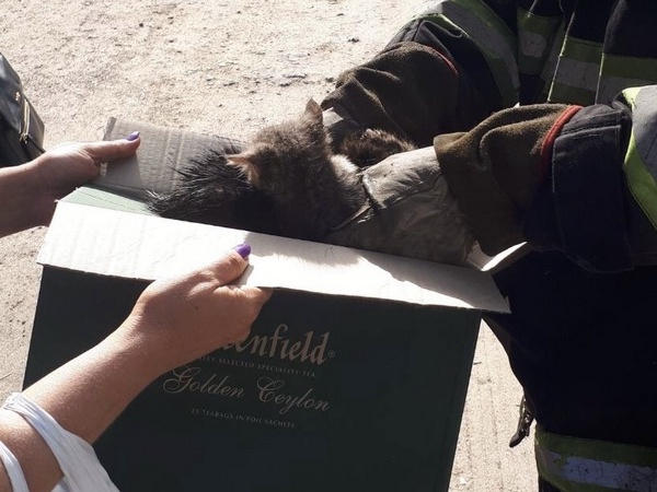 Кременчугские ГСЧС-ники спасали котят с вентиляции гаража, а кота снимали с дерева