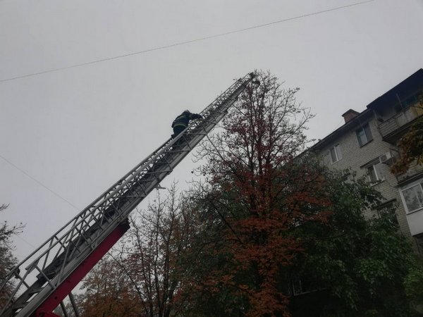 Кременчугские спасатели снимали с дерева четвероногого пушистика