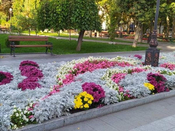 Клумбы Кременчуга украсят 400 кустов хризантем