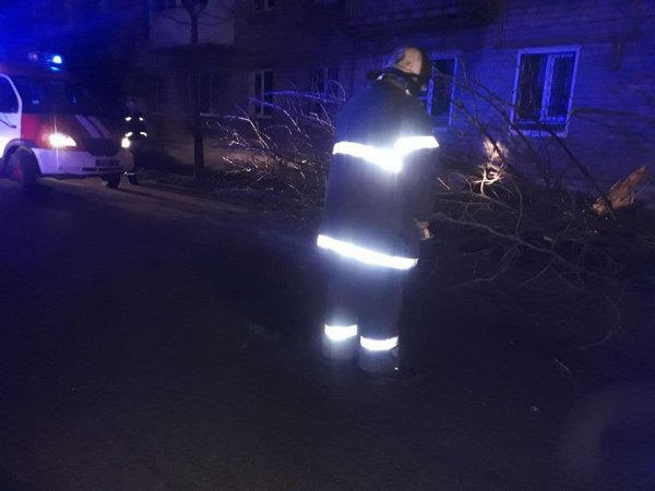 В Кременчуге в результате ДТП дерево упало на проезжую часть