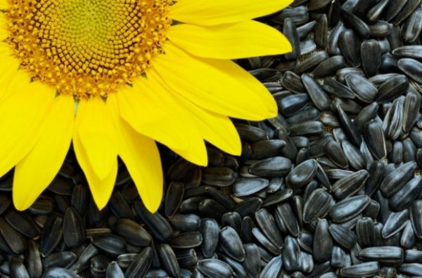 Як вибрати насіння соняшника