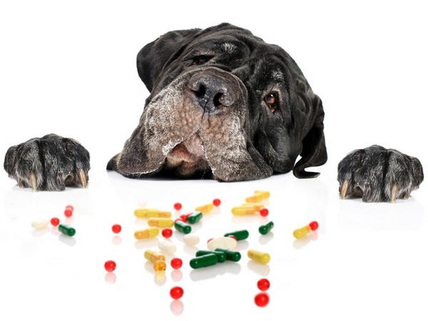 Витамины для шерсти для собак