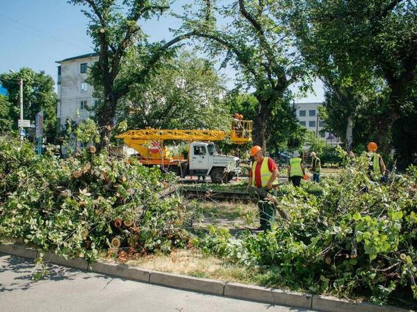 В Кременчуге увеличили финансирование программы по удалению аварийных деревьев
