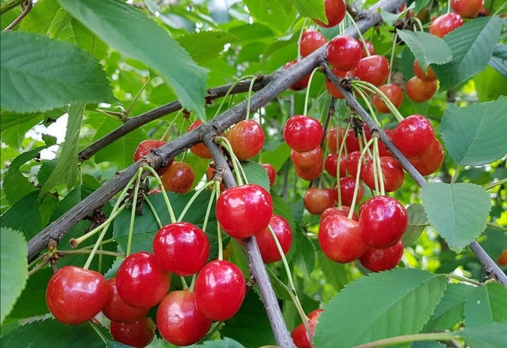 Карликовая черешня и ее сорта