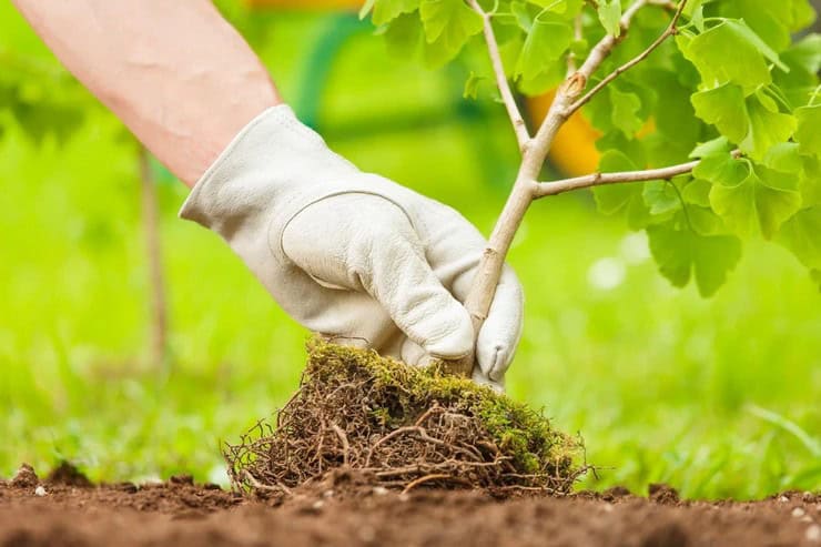 Советы, как укрыть саженцы деревьев, чтобы защитить их от мороза