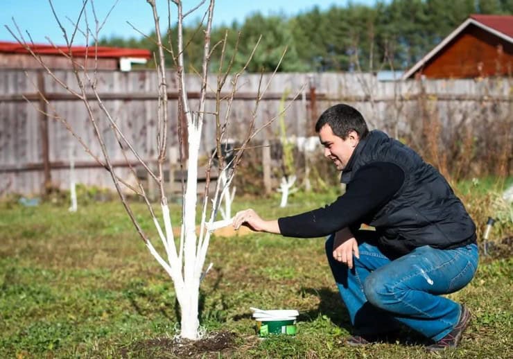Советы, как укрыть саженцы деревьев, чтобы защитить их от мороза