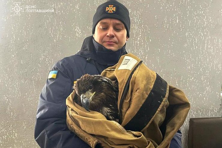 В Кременчуге спасли птицу, которая примерзла ко льду