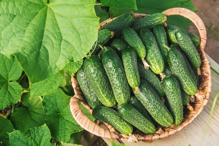 10 лучших сортов огурцов высокоурожайные семена