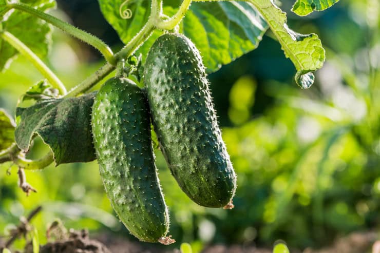 10 самых урожайных сортов огурцов какие семена лучше выбрать