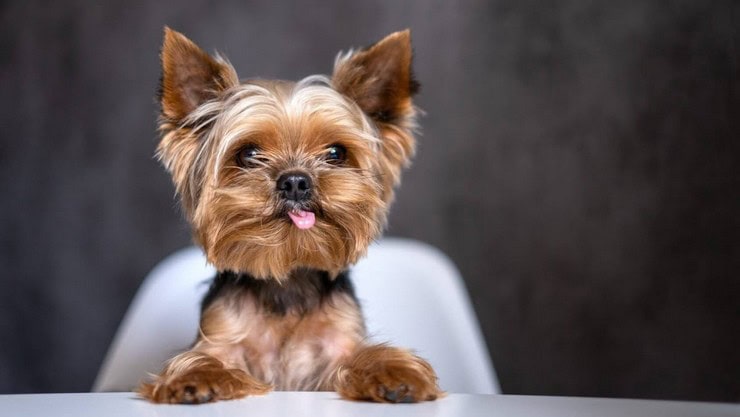 Захворювання йорків і мопсів: породні ризики, про які варто знати власникам