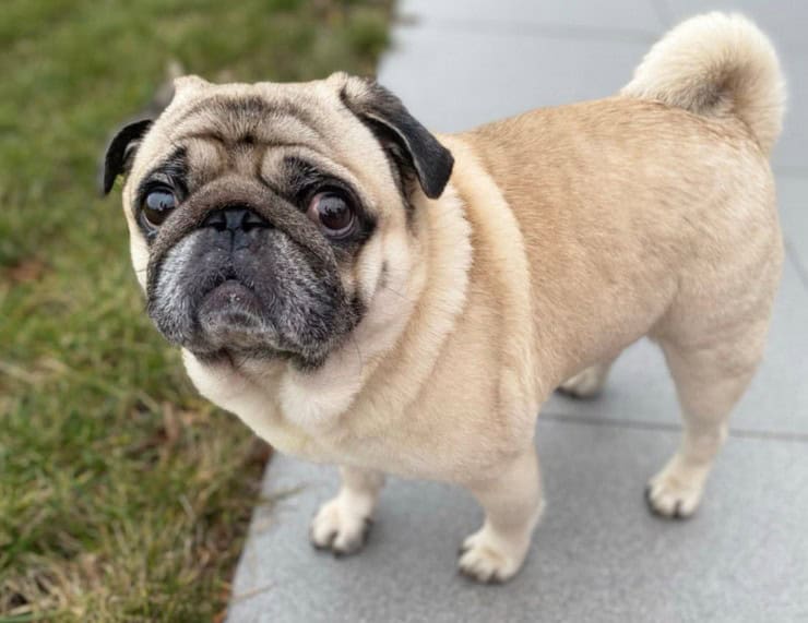 Захворювання йорків і мопсів: породні ризики, про які варто знати власникам