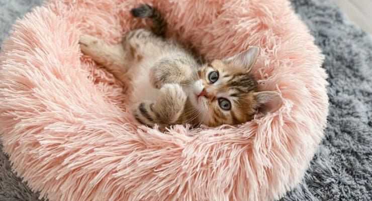 Забота о маленьких котятах: основы ухода, гигиены и воспитания