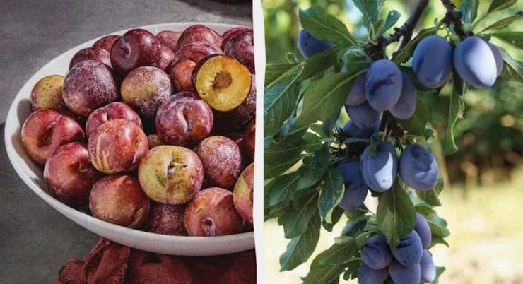 вибір сорту сливи