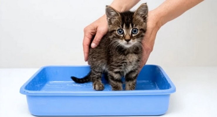 Забота о маленьких котятах: основы ухода, гигиены и воспитания