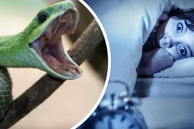 До чого сниться змія що говорить сонник