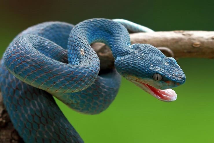 якщо наснилися змії різного кольору