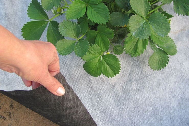 Агроволокно чорне чи біле яке вибрати краще